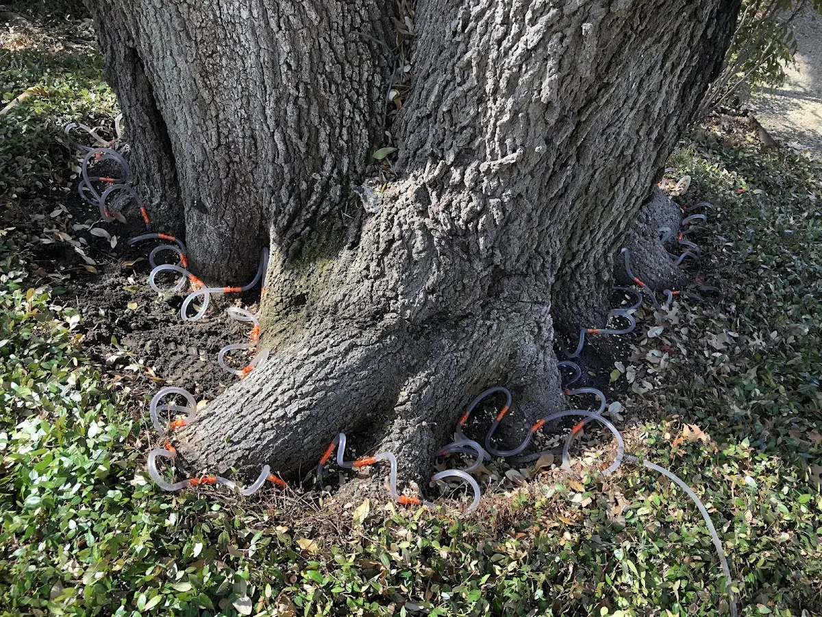 Detailed Tree Cabling and Bracing job site in Ayer