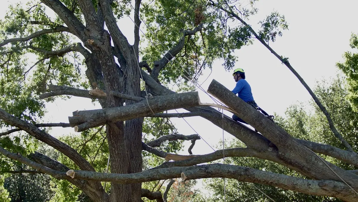 Professional Crown Thinning performed by certified arborists in Ayer