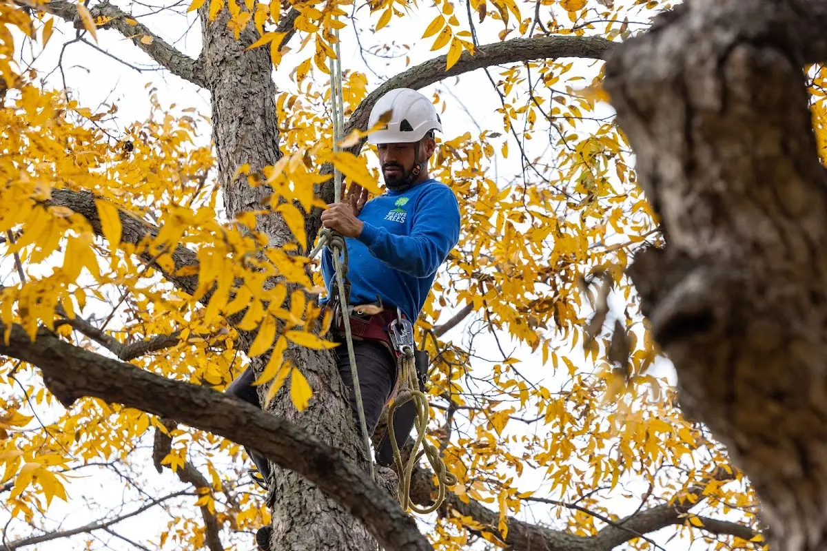 Skilled Tree Pruning crew working in Ayer