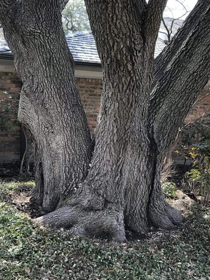 Mature heritage tree close to a Ayer property cared for by certified arborists